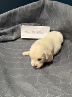 “Miles” Mr Lt. Blue, a male Golden Retriever for sale in Galveston, IN – Photo 5 of 7