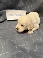 “Miles” Mr Lt. Blue, a male Golden Retriever for sale in Galveston, IN – Photo 2 of 7