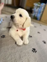 Miss Red “Dorothy”, a female Golden Retriever for sale in Galveston, IN – Photo 10 of 10