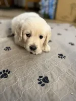 Miss Red “Dorothy”, a female Golden Retriever for sale in Galveston, IN – Photo 9 of 10