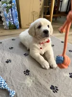 Miss Red “Dorothy”, a female Golden Retriever for sale in Galveston, IN – Photo 5 of 10