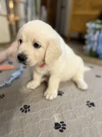 Miss Red “Dorothy”, a female Golden Retriever for sale in Galveston, IN – Photo 2 of 10