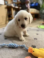 Miss Red “Dorothy”, a female Golden Retriever for sale in Galveston, IN – Photo 4 of 10