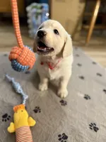 Miss Red “Dorothy”, a female Golden Retriever for sale in Galveston, IN – Photo 7 of 10