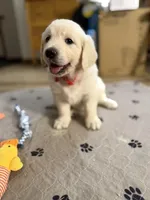 Miss Red “Dorothy”, a female Golden Retriever for sale in Galveston, IN – Photo 6 of 10