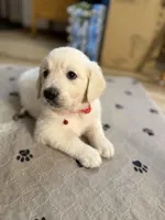 Miss Red “Dorothy”, a female Golden Retriever for sale in Galveston, IN – Photo 8 of 10