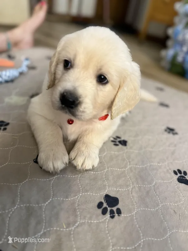 Miss Red “Dorothy”