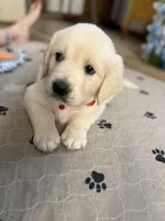 Miss Red “Dorothy”, a female Golden Retriever for sale in Galveston, IN – Photo 1 of 10