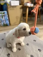 Miss Red “Dorothy”, a female Golden Retriever for sale in Galveston, IN – Photo 3 of 10