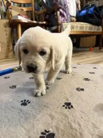 Miss Hot Pink “Blanche”, a female Golden Retriever for sale in Galveston, IN – Photo 10 of 10