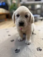 Miss Hot Pink “Blanche”, a female Golden Retriever for sale in Galveston, IN – Photo 4 of 10