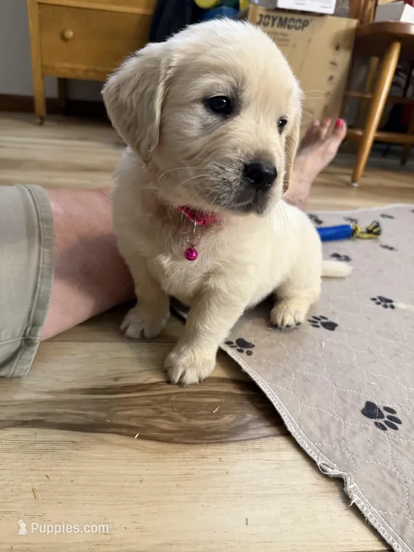 Miss Hot Pink “Blanche”, a female Golden Retriever for sale in Galveston, IN – Photo 1 of 10