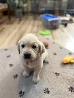 Miss Hot Pink “Blanche”, a female Golden Retriever for sale in Galveston, IN – Photo 8 of 10