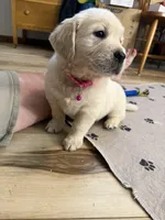 Miss Hot Pink “Blanche”, a female Golden Retriever for sale in Galveston, IN – Photo 9 of 10