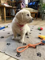 Miss Hot Pink “Blanche”, a female Golden Retriever for sale in Galveston, IN – Photo 6 of 10
