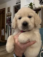 Miss Hot Pink “Blanche”, a female Golden Retriever for sale in Galveston, IN – Photo 7 of 10