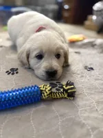 Miss Hot Pink “Blanche”, a female Golden Retriever for sale in Galveston, IN – Photo 3 of 10