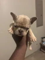 Sheba, a female French Bulldog for sale in Union City, GA – 2 of 3