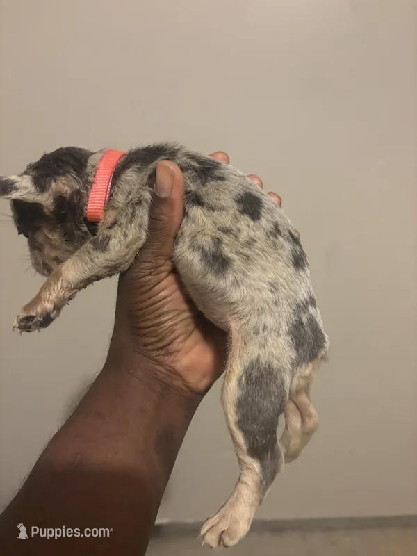 Ms exotic  – French Bulldog puppy for sale in Union City, GA