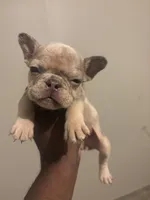 Sheba, a female French Bulldog for sale in Union City, GA – 3 of 3