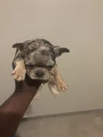Ms exotic , a male French Bulldog for sale in Union City, GA – 4 of 4