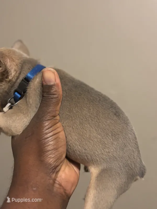 Bruno – French Bulldog puppy for sale in Union City, GA
