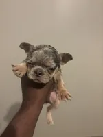Ms exotic , a male French Bulldog for sale in Union City, GA – 2 of 4
