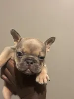 Bruno, a male French Bulldog for sale in Union City, GA – 2 of 3
