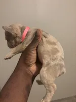 Sheba, a female French Bulldog for sale in Union City, GA – 1 of 3