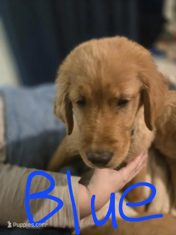 Blue, a female Golden Retriever for sale in Ogilvie, MN – Photo 1 of 1