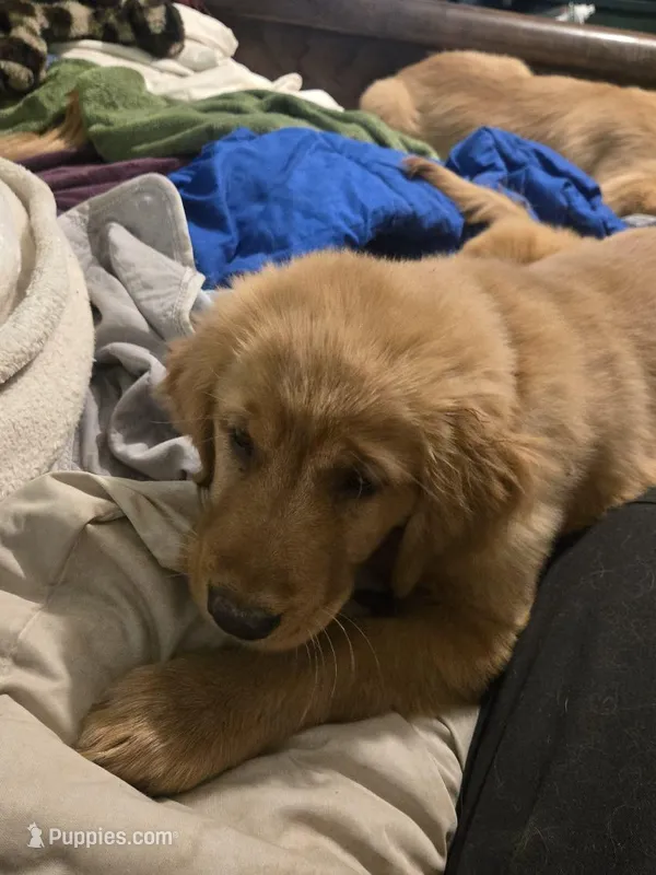 Green – Golden Retriever puppy for sale in Ogilvie, MN