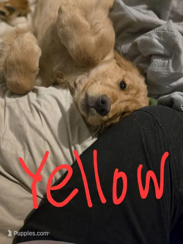 Yellow, a female Golden Retriever for sale in Ogilvie, MN – Photo 1 of 1