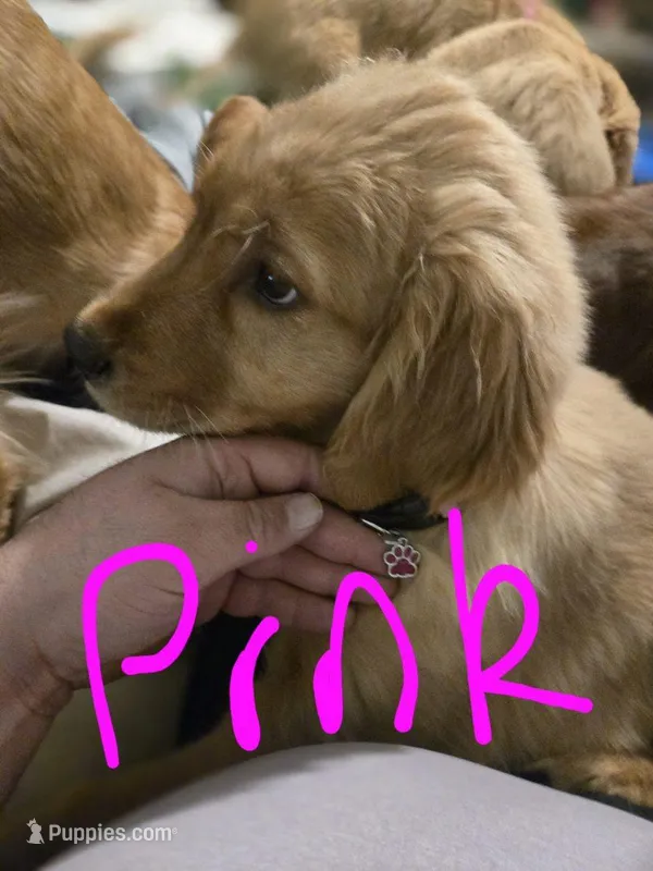 Pink , a female Golden Retriever for sale in Ogilvie, MN – Photo 1 of 1