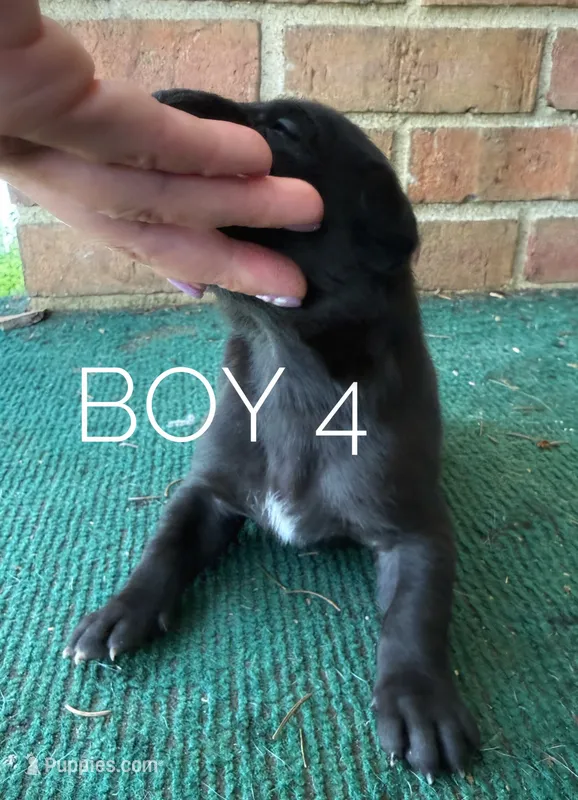 Levi – Great Dane puppy for sale in Cream Ridge, NJ
