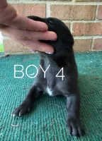 Levi, a male Great Dane for sale in Cream Ridge, NJ – 1 of 1