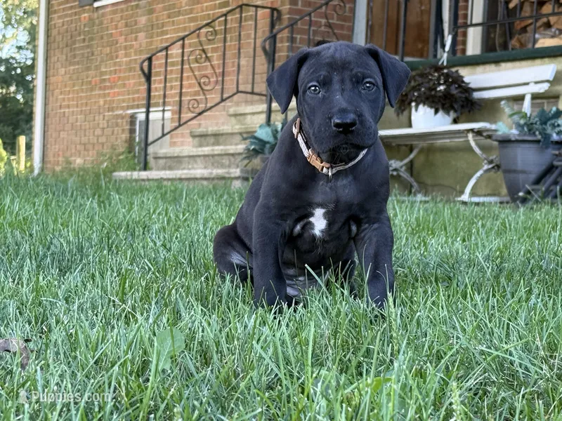 Cash – Great Dane puppy for sale in Cream Ridge, NJ