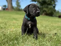 Bruno , a male Great Dane for sale in Cream Ridge, NJ – 2 of 6