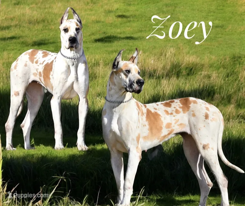 Zoey  – Great Dane puppy for sale in Cream Ridge, NJ