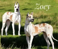 Zoey , a female Great Dane for sale in Cream Ridge, NJ – 1 of 4