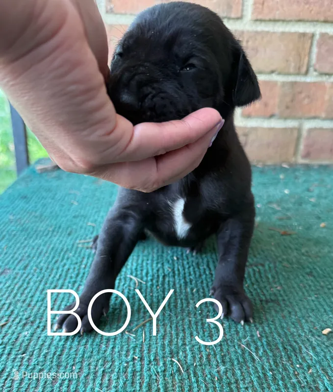 Cash – Great Dane puppy for sale in Cream Ridge, NJ