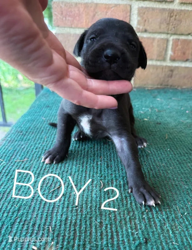 Blackjack – Great Dane puppy for sale in Cream Ridge, NJ