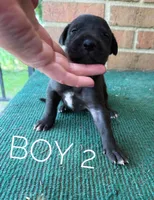 Blackjack, a male Great Dane for sale in Cream Ridge, NJ – 1 of 2