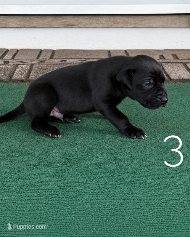 Levi – Great Dane puppy for sale in Cream Ridge, NJ