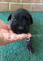 Cash, a male Great Dane for sale in Cream Ridge, NJ – 2 of 2