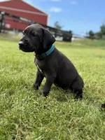 Bruno , a male Great Dane for sale in Cream Ridge, NJ – 5 of 6