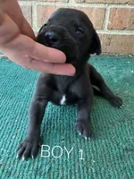 Rebel, a male Great Dane for sale in Cream Ridge, NJ – 2 of 2