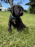 Bruno , a male Great Dane for sale in Cream Ridge, NJ – 6 of 6