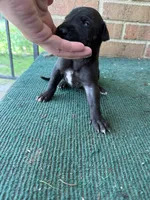 Blackjack, a male Great Dane for sale in Cream Ridge, NJ – 2 of 2