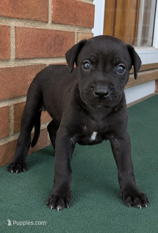 Blackjack – Great Dane puppy for sale in Cream Ridge, NJ