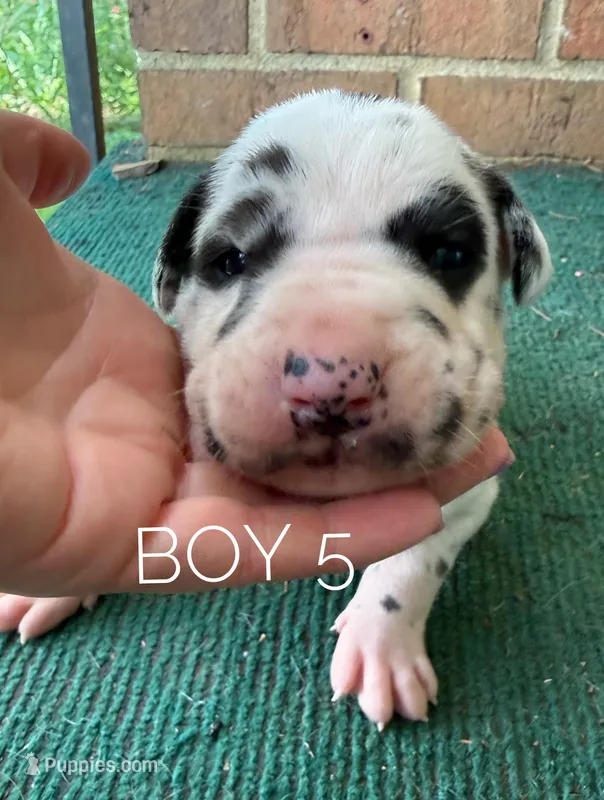 Harley – Great Dane puppy for sale in Cream Ridge, NJ